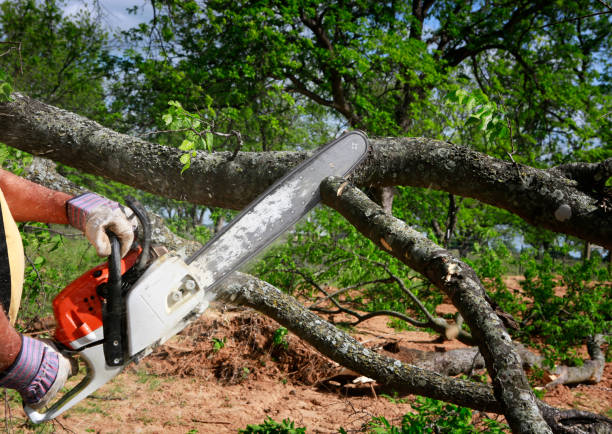 How Our Tree Care Process Works  in  Levelland, TX